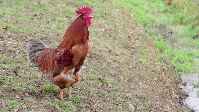 rooster crowing in the yard slow motion. Agriculture and animal husbandry.