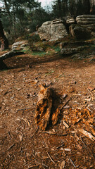 wooden trunk in nature surrounded by leaves and trees