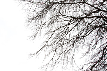 silhouette of a tree