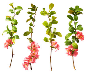 Obraz na płótnie Canvas A beautiful image of spring pink flowers