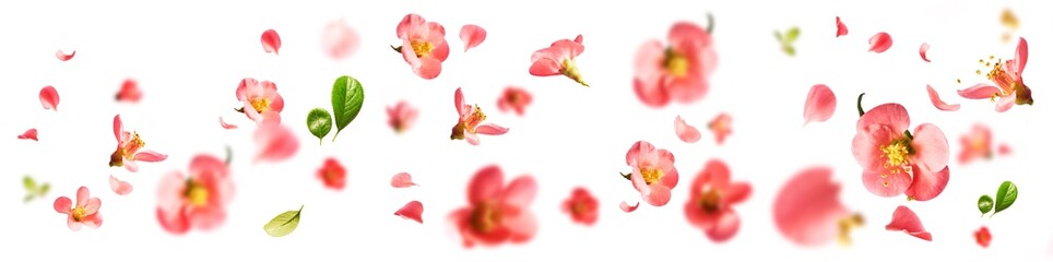 Fototapeta na wymiar A beautiful image of spring pink flowers flying in the air