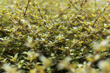 Variegated shrub close up