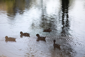 A bird relaxes in a pond on a lake on a Sunny day. Water lilies are swaying in the background.