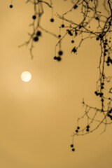 The sun appearing as a yellow globe behind dense fog, some irregular tree branches around