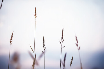 Fog in the field. Evening nature summer with white fog.