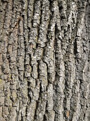 Naklejka premium bark of a tree