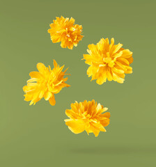 Beautiful sping flowers flying in the air. Levitation concept