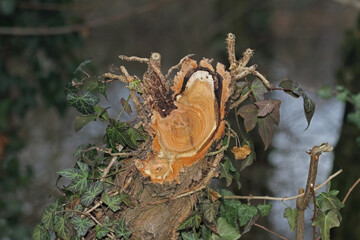 Querschnitt