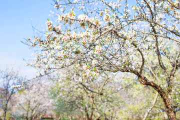 An almond tree blooming with white flowers stands in the park against a blurred background of trees. Spring landscape. Spain.