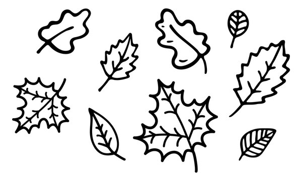 Vector doodle leaves set. Autumn leaves of different trees. Black contours isolated on a white background. 