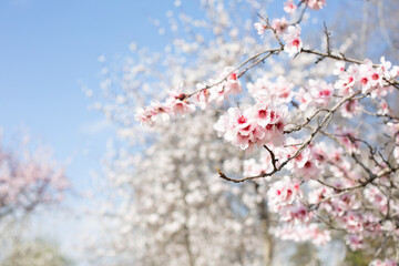 Beautiful sprigs of a blossoming almond tree are on a blurred background of a blossoming park. Spring landscape. Spain.
