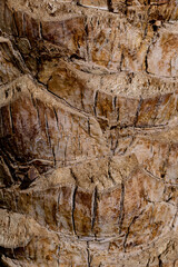 Beautiful texture of the big coconut palm trunk
