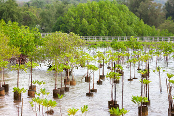 Replanting and rewilding mangroves forest for sustainable and restoring ocean habitat in coastal area - Powered by Adobe