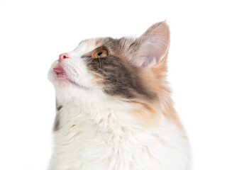 Bright fluffy funny cat isolated on the white background