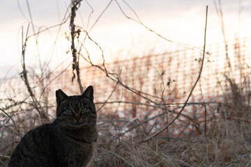cat on a fence