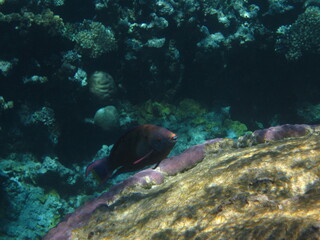 red sea, corals, fish, natural light, background, texture, bright colors, coral reef close-up, underwater coral reef, ocean nature close-up