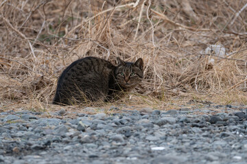 cat on the grass