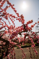 blossom