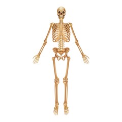 Human skeleton. Medical 3D anatomical banner. Realistic yellow bones of limbs or skull, trunk with spine and ribs. Front view of isolated skeletal system. Vector detailed scientific educational model