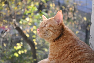 Red cat sits on the window