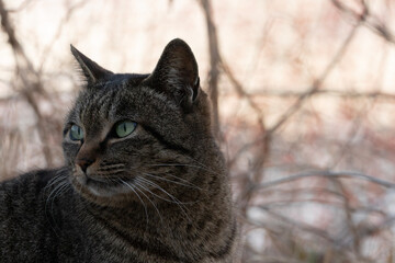 black and white cat