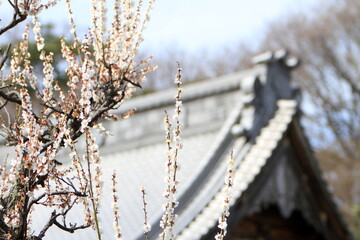 河津桜