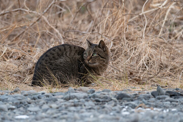 cat