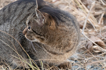 cat sleeping on the grass