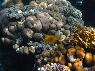 red sea, corals, fish, natural light, background, texture, bright colors, coral reef close-up,...