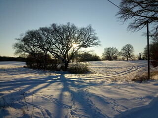 Fototapeta na wymiar Winter snowy landscape with tree covered with snow