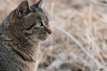 portrait of a cat
