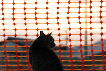 cat on the roof