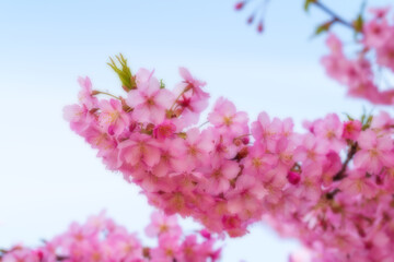 河津桜のある背景