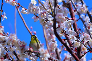 メジロに映り込む白梅の枝　早春　（高知城　梅の段）