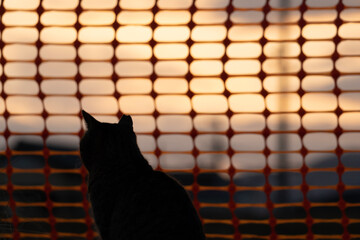 black and white cat