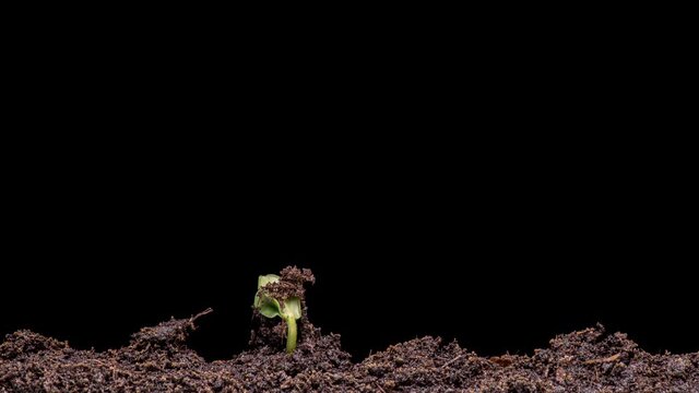 4K Time Lapse of growing green cucumbers plant. Close up shoot timelapse seed growing. Vegetable sprouting from the ground.