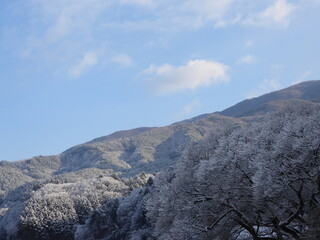 気温高めの冬です。