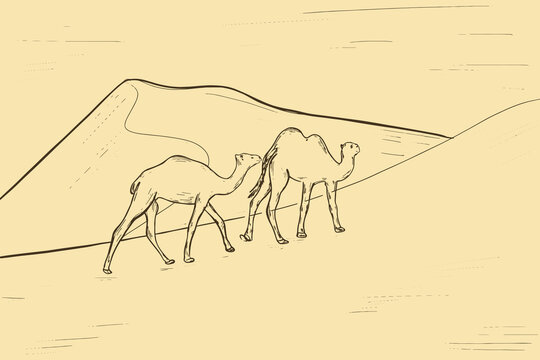 Simple sketch of camels in desert. Freehand drawing of two camels. Vector illustration
