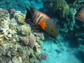 red sea, corals, fish, natural light, background, texture, bright colors, coral reef close-up, underwater coral reef, ocean nature close-up