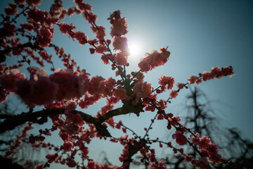 tree and sky