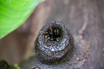 close up of a  little bees