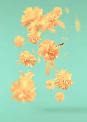 Beautiful sping flowers flying in the air. Levitation concept
