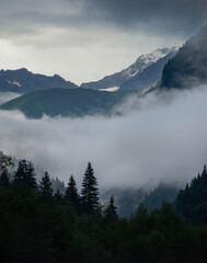 Spruce forest silhouettes and fog in the evening