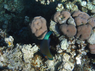 red sea, corals, fish, natural light, background, texture, bright colors, coral reef close-up, underwater coral reef, ocean nature close-up