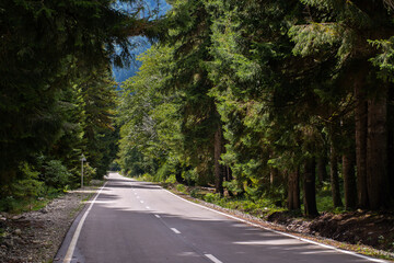 Fototapeta na wymiar Highway in the spruce forest