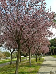 Obraz premium spring in the park