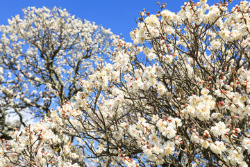 梅の花　春イメージ