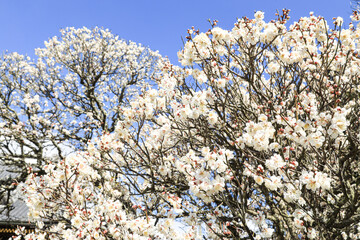 梅の花　春イメージ