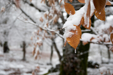 Winter trees in mountains covered with fresh snow. Beautiful landscape with branches of trees covered in snow. Mountain road in Caucasus. Azerbaijan