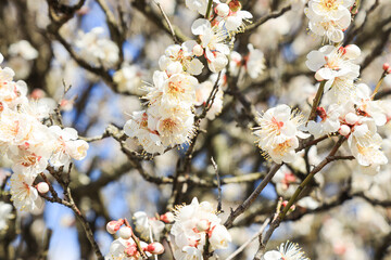 梅の花　春イメージ